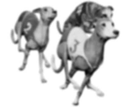 Imagine de fundal Câini